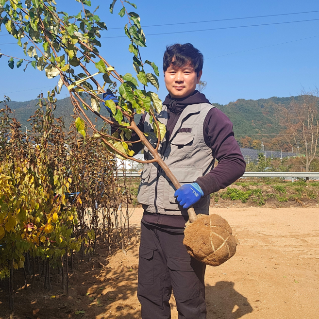 푸른묘목농원 왕보리수나무 3년생 결실주 분묘, 1개