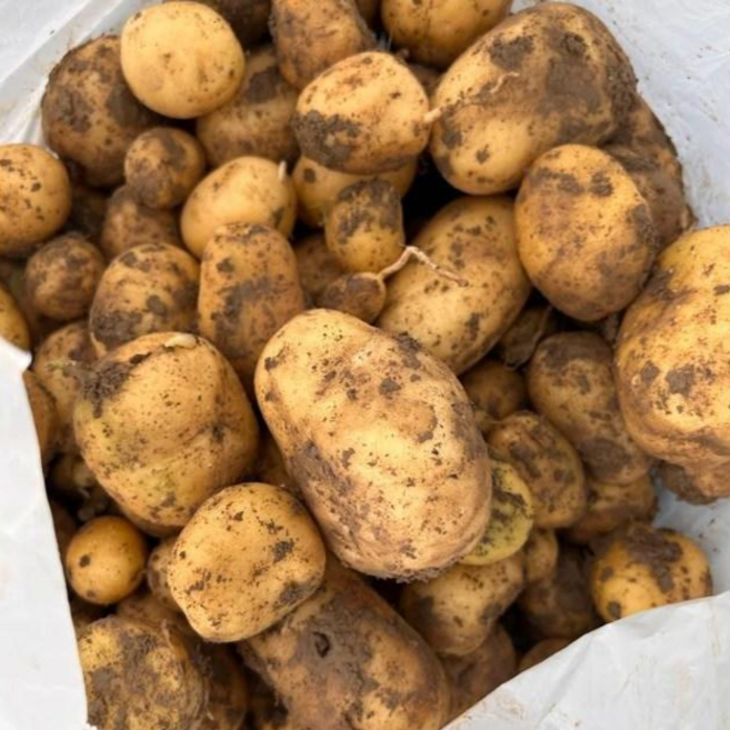 포슬촉촉 입안에서녹는 감자 국내산 햇감자, 1박스, 5kg / 대