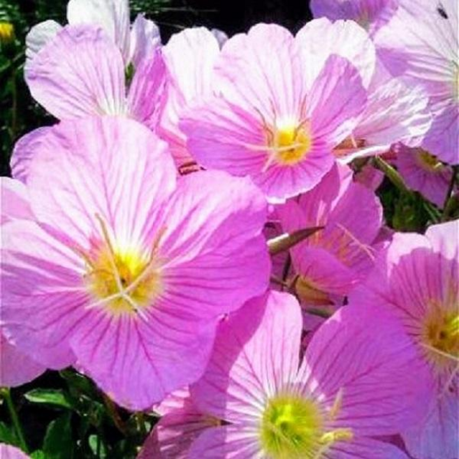 달맞이꽃 낮달맞이꽃(분홍색) 수량선택 야생화 노지월동. 소형모종포트식재, 5개