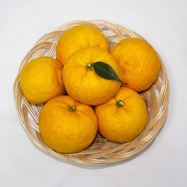 아침에 딴 고흥 햇유자 5kg 10kg 생유자 수제 유자청 농장직송, 1박스, 고흘 유자 못난이 10kg(혼합과)