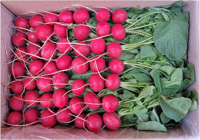 싱싱한 레디시 적환 레디쉬 빨간무 래디시 방울무 2kg (1.8~2kg) 박스 radish, 1.8~2kg, 1개