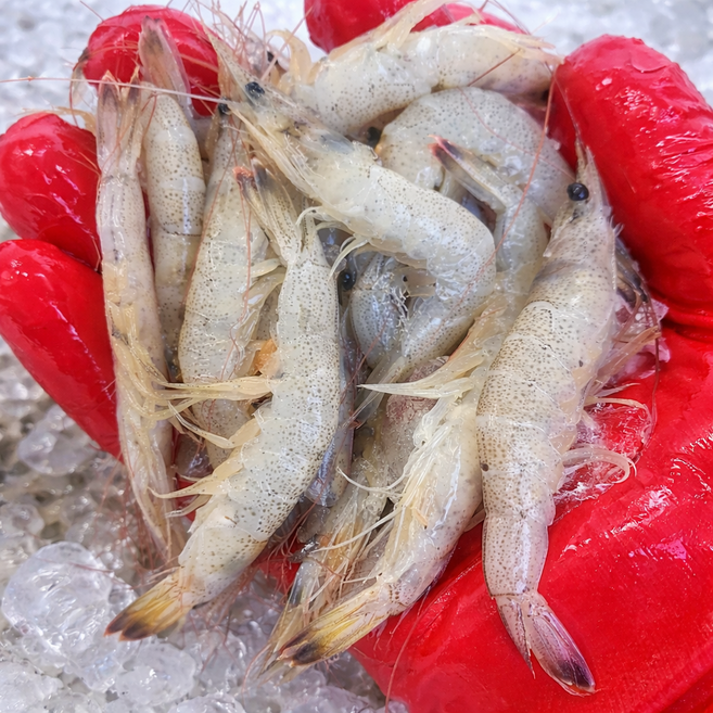국산 신선급냉 냉동 새우 중하새우, 1개, 1kg
