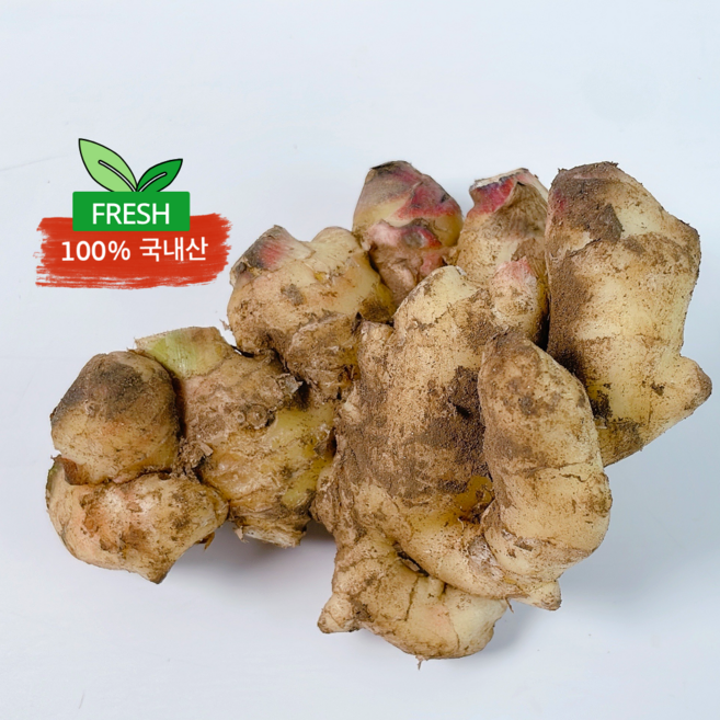 푸른마을 국내산 신선한 햇생강 흙생강 세척생강 특품, 1박스, 흙 생강 [특품] 500g