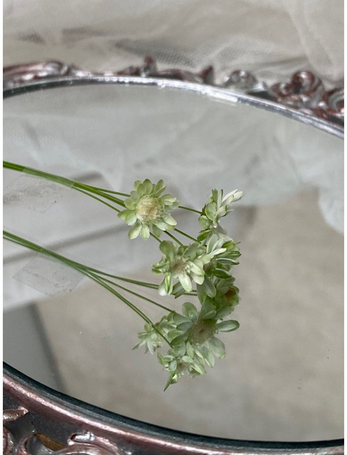 大地農園 乾燥花迷你花材組 小星花小雛菊 DIY手工藝裝飾, 漸層白綠（2024新上市）,一入五朵