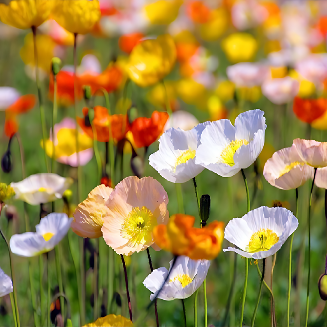 아이슬란드 꽃양귀비 씨앗 소포장 대포장 선택앗, 1개