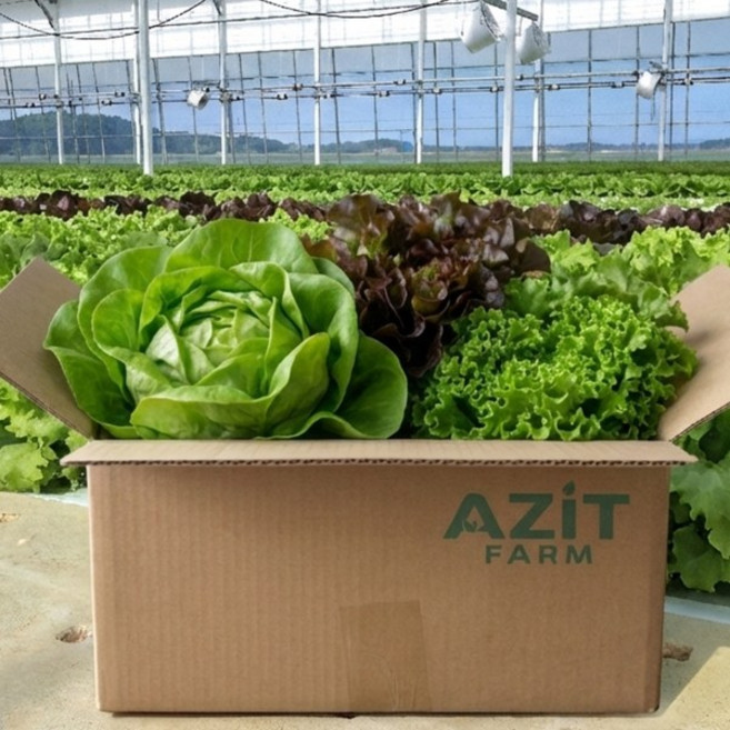 유러피안 채소 랜덤 3~4종 신선 샐러드 채소 혼합 가정용, 1kg, 1개