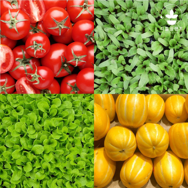 리틀플랜트 모종 모음 / 상추 고추 방울 토마토 옥수수 수박 참외 오이 호박 콩 텃밭 채소 깻잎 대파, 고추모종, 피터고추(남근고추) 1개, 1개