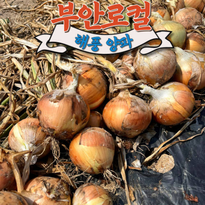 [부안로컬푸드] 해풍 햇양파(중대혼합), 1박스, 3kg(장아찌용)
