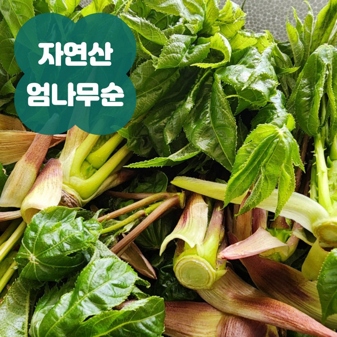 [산지직송 특가] 2026년 산지직송 엄나무순 개두릅 산나물, 1개, 500g