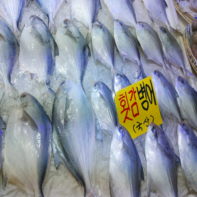 목포 싱싱한 생물 활병어 특대 횟감 덕자회 병어회 손질병어 당일발송, 1개, 횟감용 1마리