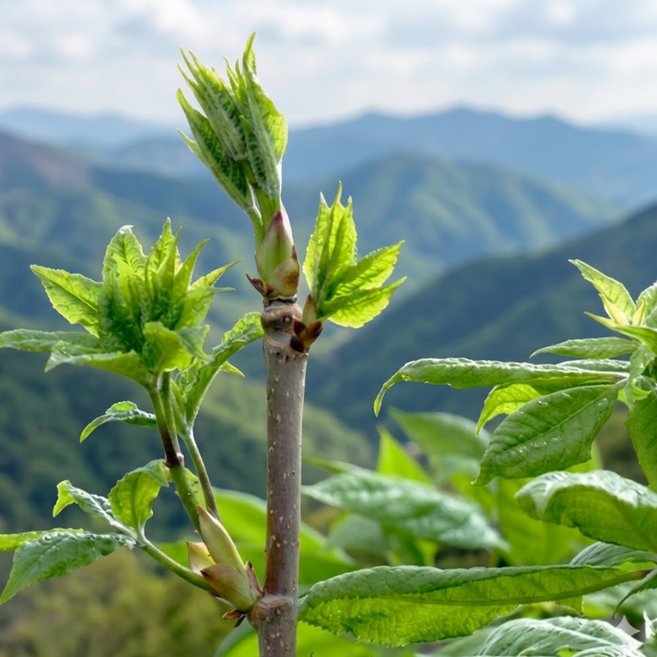 [특가] 국산 생 오가피순 나물, 1박스, 1kg