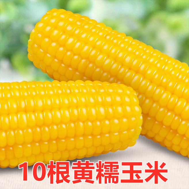 천구중국식품 연변 냉동 황찰옥수수 10개