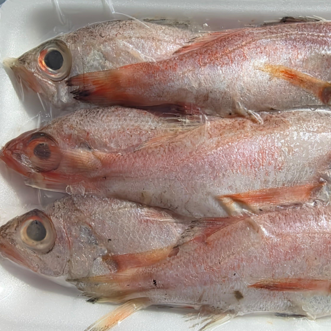 평화호 생선구이용 금테 소 5-8마리 500g, 1개, 금테소5-8마리500g