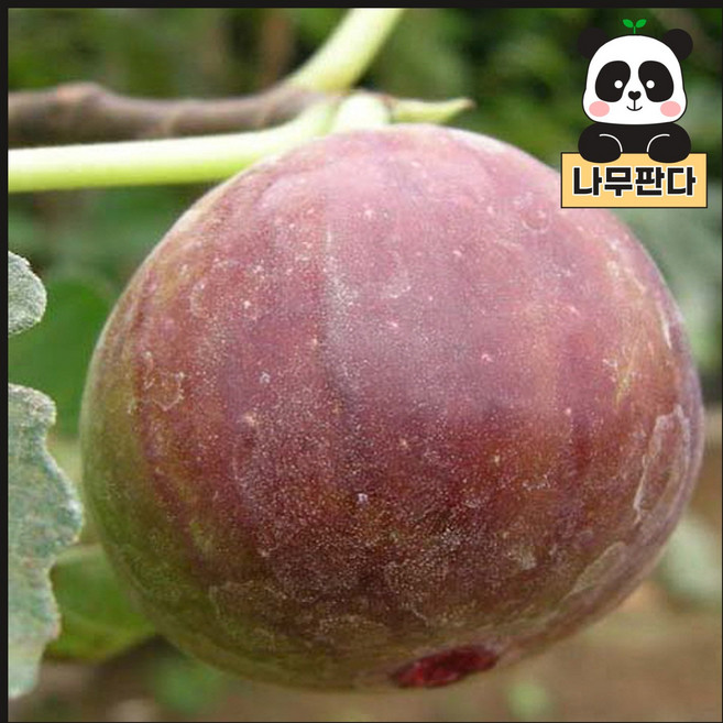 (나무판다) 무화과나무 묘목 7치화분, 무화과 7치화분(결실주)