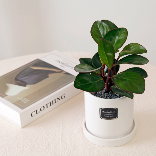 아침향기 실내공기정화식물 실내화분 무광 원형화분 [화이트], 무광원형 화이트  68.홍페페, 1개