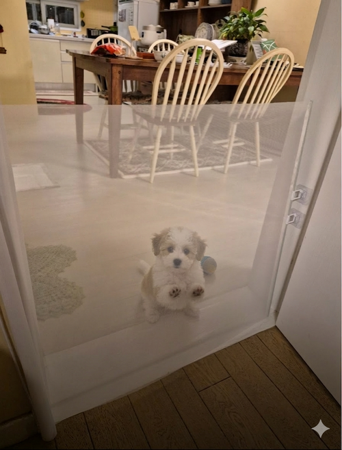 모노리 반려동물 무타공 슬라이딩 길이조절 안전문 메쉬 울타리 가림막 펜스, 1개, 화이트