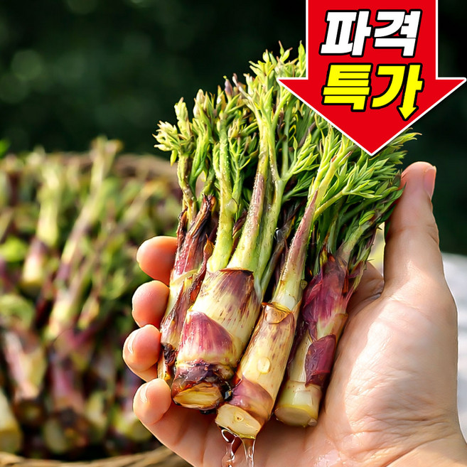 [꿀팜즈] 국내산 땅두릅 자연산 산지직송, 1박스, 500g