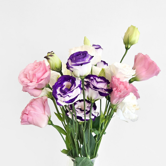 마이플랜트 생화 리시안셔스 한단 꽃선물, 1개, 퍼플 한단