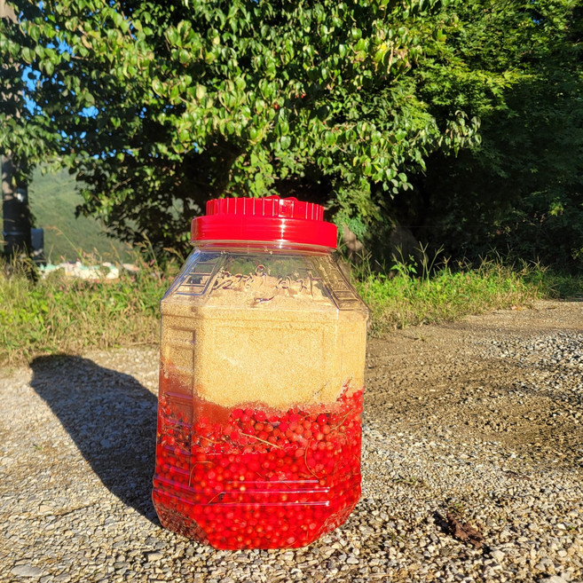 2025년 비정제원당 문경 오미자 당절임 10kg (비정제원당5kg+오미자5kg), 1개