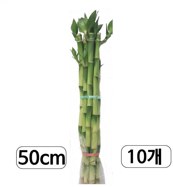 트리앤 개운죽50cm (10ea) 수경식물 공기정화 미세먼지제거, 1개