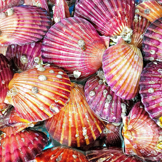 통영백년바다 홍가리비 산지직송 세척 선별 비단 3kg 5kg 10kg, 1개, 가리비10kg