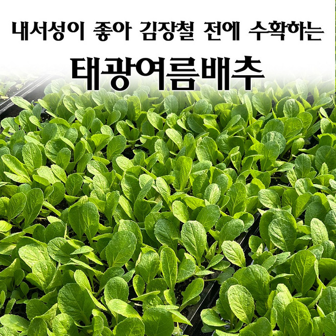[모종심는아빠] 내서성이 좋아 김장철 전 조기 수확히는 태광여름배추 모종, 모종7포트, 1개