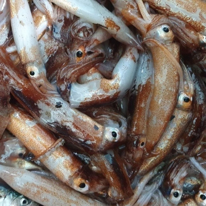 신선한 국내산 생물 오징어 1kg 숙회 볶음 반찬용 요리 재료 수산물 dar0014Dv, 1개, 단일