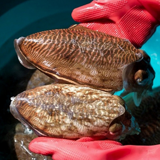 당일조업 국내산 생물 갑오징어, 1개, 생물 갑오징어 1kg 2~4미내외