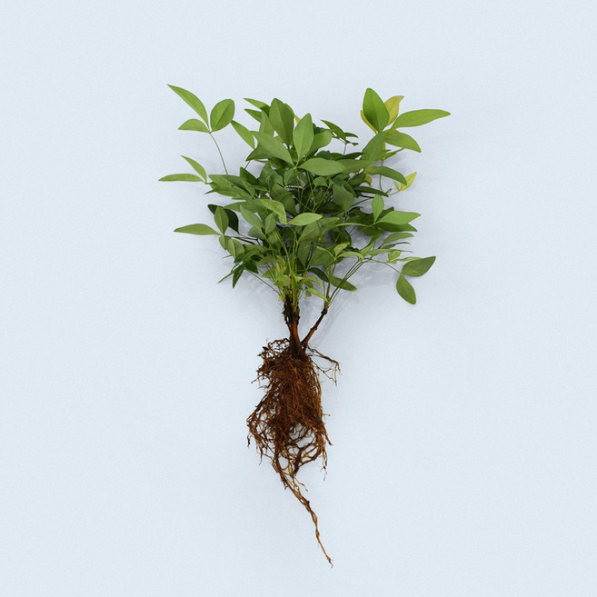 마이플랜트 남천나무 세척 모종 소형 수경재배식물, 1개