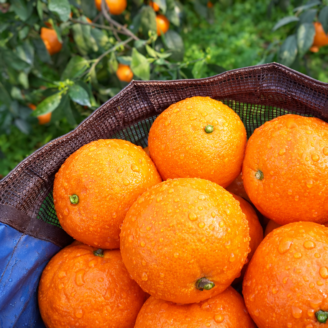 [한정판매] 꿀brix 과즙폭발 상큼간식 카라향, 1박스, 3kg