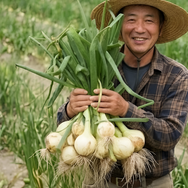 26년 수확 햇양파 잎양파 줄기양파, 1개, 3단 (9kg 내외) 중, 대 혼합