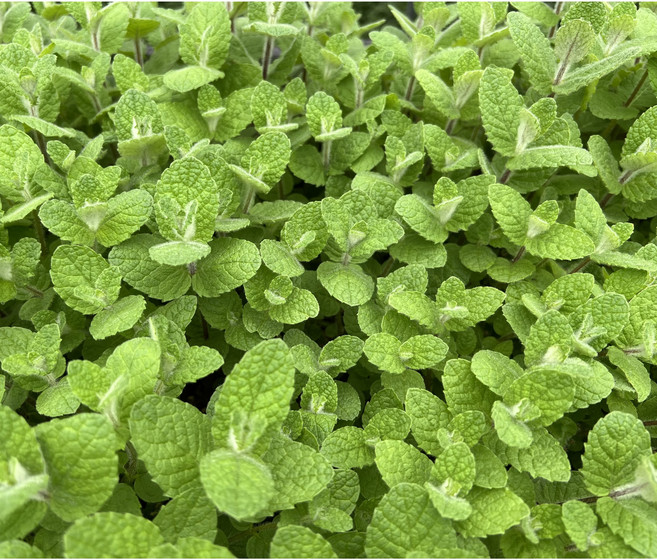 유기농 애플민트 음료 모히또용, 100g, 1개