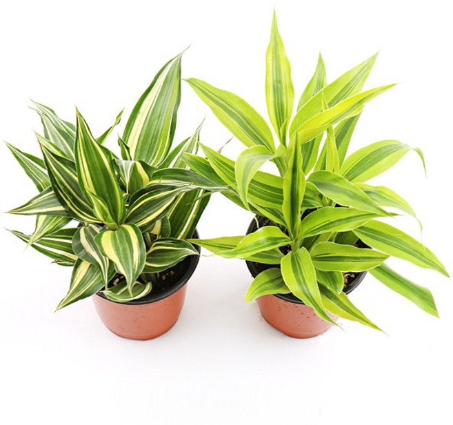 갑조네 빅토리아 골드(소품), 2개, 단일