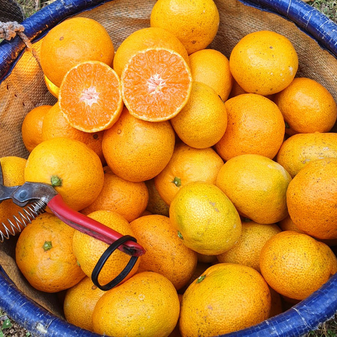 [산지직송_청정 제주도] 봄특가 청정제주 노지감귤 중대과&로얄과 3kg~10kg, 1박스, 로얄과(S-M) 5kg