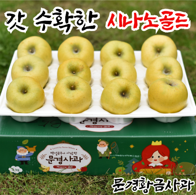 [문경황금사과] 사과축제수상 시나노골드 노란사과, 21~24과, 5kg 흠집소과