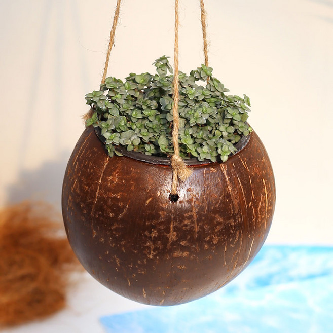 코코넛 걸이화분 넝굴식물 공중식물 행잉플랜트, 코코넛세트 07.타라, 코코넛색상, 1세트