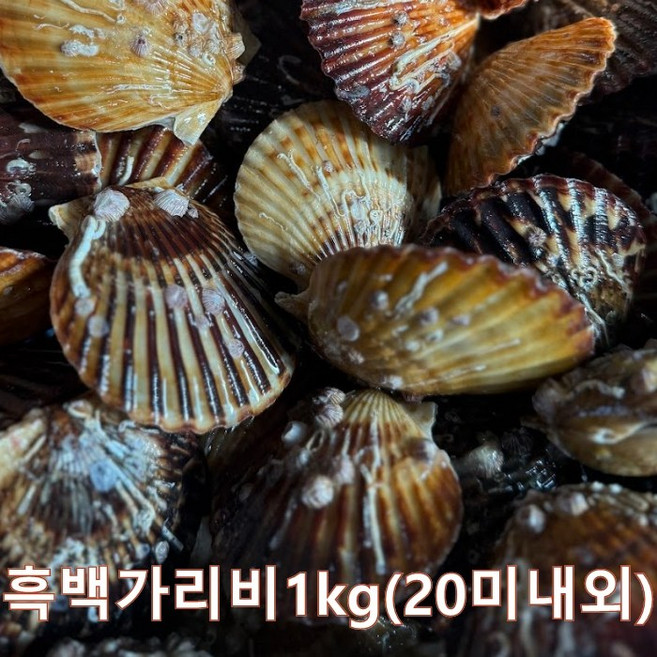 [당일조업] 약간 큰 홍가리비 흑백가리비 kg당 20미내외, 1개, 5kg