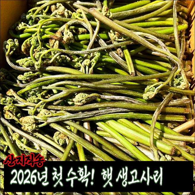 [특가!] "12900원부터~" 26년 첫수확! 산지직송 햇 생고사리 4kg 3kg 2kg 1kg 봄나물 초록담다, 1개