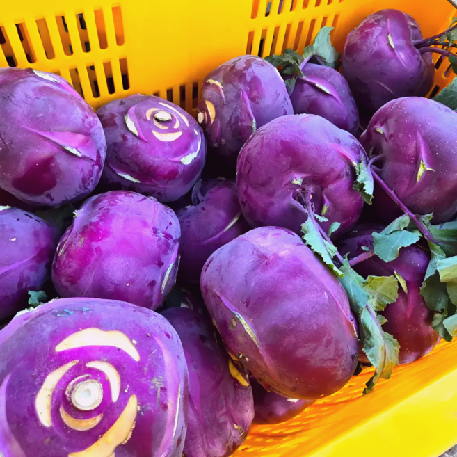 [재구매1위] 산지직송 제주 햇 고당도 콜라비 로얄과 특품, 1개, 5kg