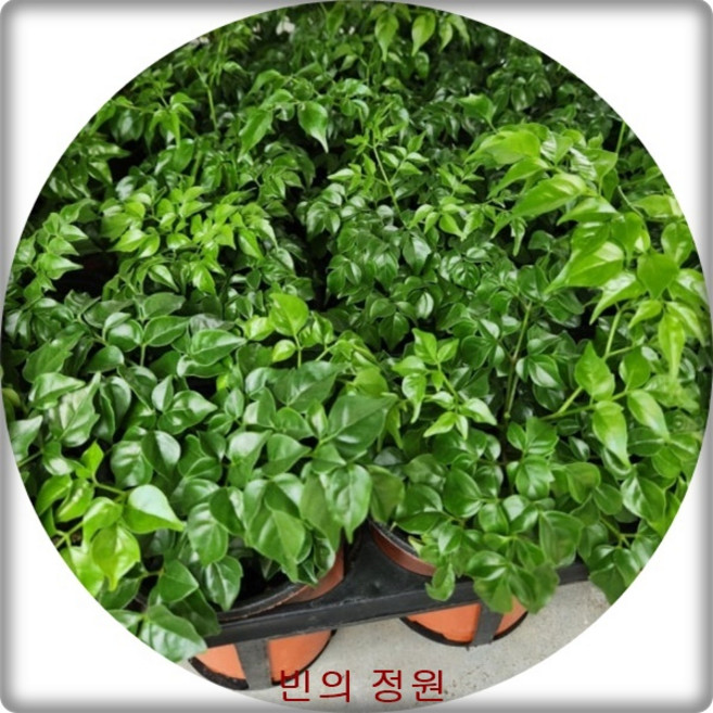 행복나무 전국꽃배달 개업선물/공기정화식물/관엽식물, 1개