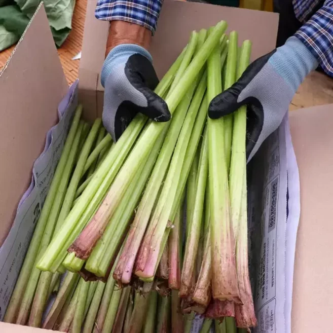 전라도 머위대 잎제거 머위대 머구대 1kg 내외, 2개
