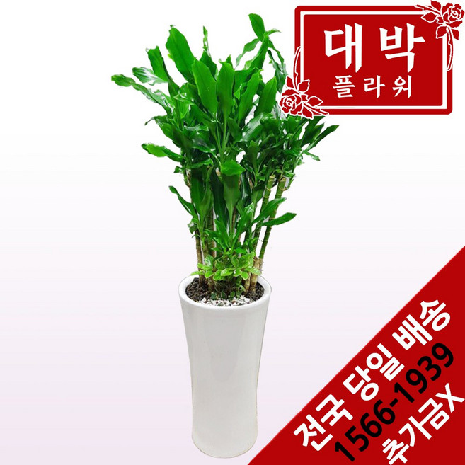 대박플라워 황금죽 개업화분 집들이 인테리어 공기정화식물 관엽식물 꽃배달, 1개