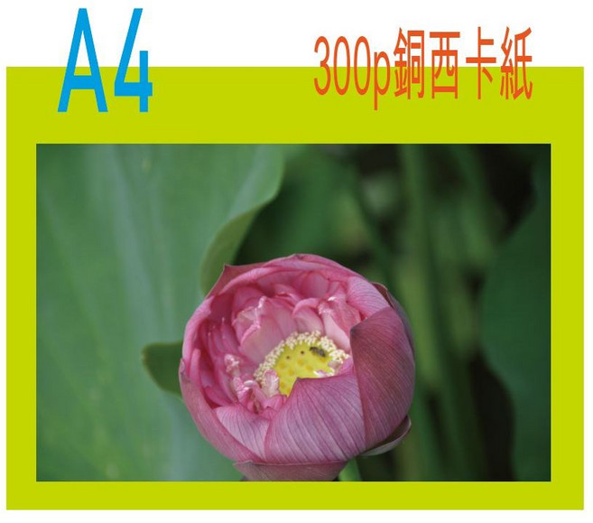 A4 300磅 銅西卡紙 100張, 1個