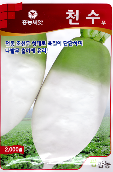 천수무 씨앗 2000립 다발 종자 조선 김장 가을 무 육질 단단 저장성 우수 텃밭 채소 씨앗 팜한농, 2개
