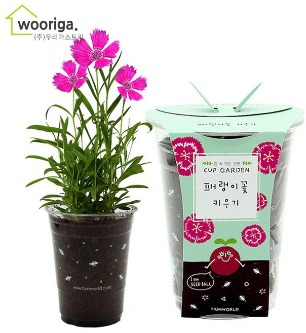 우리가스토리 미니화분키우기 꽃 화초 공기정화식물 새싹 허브 텃밭 화분 상추재배 새싹키우기, 1팩, 컵가든_패랭이꽃