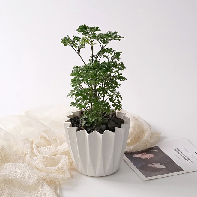 스텔라팟 실내공기정화 키우기쉬운 분갈이 감성 식물 식재 화분, 27.파슬리 폴리셔스