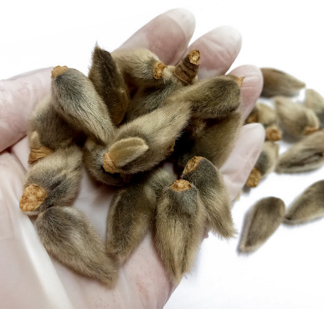 천년약초 국내산 햇 자연산 야생 신이화 100g 목련꽃차 목련꽃, 1개