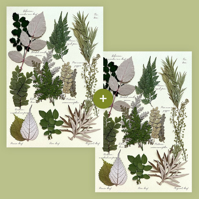 프레스코21 프리미엄 압화 레터링시리즈 그리너리 2Set(30p), 초록(그리너리)