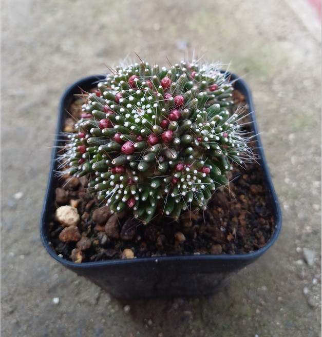 행복한꽃순이/슈퍼노바선인장/자구, 1개