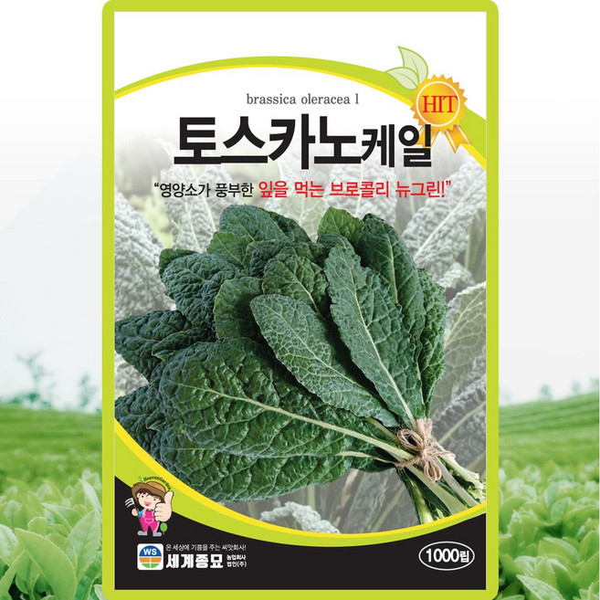세계종묘 토스카노케일 씨앗 1000립 잎브로콜리 케일씨 종자, 5개